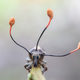 © Frank Deschandol - Wildlife Photographer of the Year